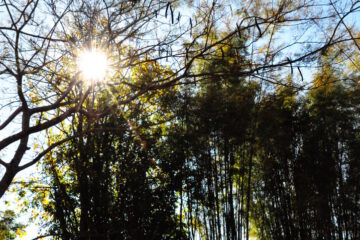 bambus wald sonnenstrahlen