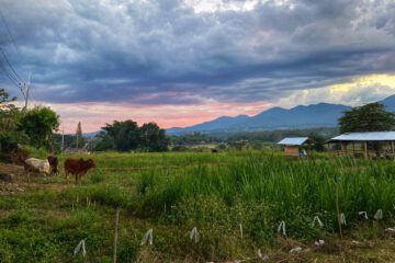 thailand landschaft berge wiese kühe