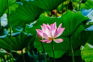 Lotusblume in Blaettern